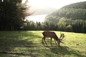Greifvogelstation & Wildfreigehege Hellenthal